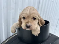 processed/b5532e8e-36a6-40e0-9840-dc4996fa709b/listing/fcf61816-2986-431c-8548-c6711713271e/0adbb1c9-573a-44b0-a146-092f60456289