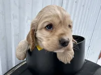 processed/b5532e8e-36a6-40e0-9840-dc4996fa709b/listing/fcf61816-2986-431c-8548-c6711713271e/61a9acb7-665f-4360-9903-f1baa1d1e285