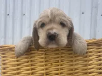 processed/b5532e8e-36a6-40e0-9840-dc4996fa709b/listing/fcf61816-2986-431c-8548-c6711713271e/a8b52903-8425-49c8-bbc1-9d4720b35d26