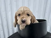 processed/b5532e8e-36a6-40e0-9840-dc4996fa709b/listing/fcf61816-2986-431c-8548-c6711713271e/ffba7fb1-e705-46ff-a9e9-7eda95f5c931