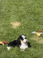 Louie, a male Miniature Bernedoodle for sale in Athens, WI – 6 of 10
