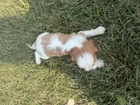AKC Dolly, a female Cavalier King Charles Spaniel for sale in Athens, WI – 5 of 8