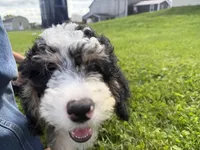 Louie, a male Miniature Bernedoodle for sale in Athens, WI – 9 of 10
