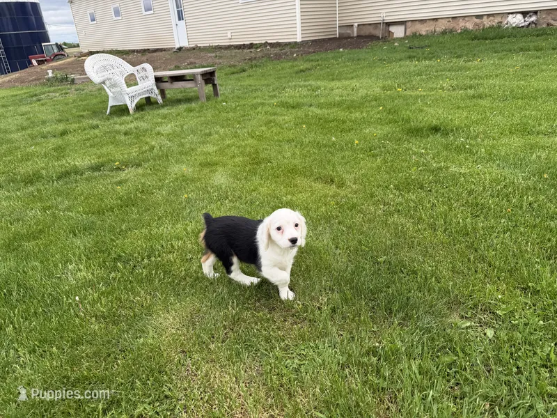 Carole – Cocker Spaniel, Miniature Australian Shepherd puppy for sale in Athens, WI