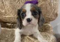 Cece, a female Cavalier King Charles Spaniel for sale in Athens, WI – 4 of 10
