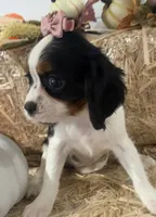 Callie, a female Cavalier King Charles Spaniel for sale in Athens, WI – 3 of 10