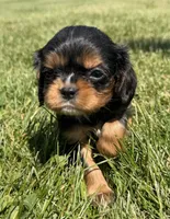 AKC Dash, a male Cavalier King Charles Spaniel for sale in Athens, WI – 4 of 10