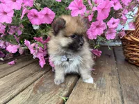 Tuffy, a male Pomeranian for sale in Athens, WI – 10 of 10
