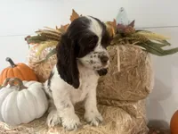 AKC Wren, a female Cocker Spaniel for sale in Athens, WI – 10 of 10