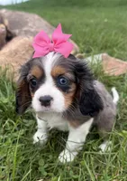 Laken, a female Cavalier King Charles Spaniel for sale in Athens, WI – 5 of 10