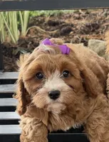 Sunnie, a female Cavapoo for sale in Athens, WI – 5 of 10