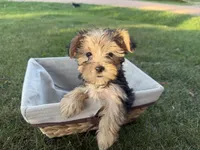 Woody, a male Morkie for sale in Athens, WI – 8 of 10