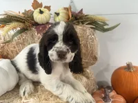 AKC Wren, a female Cocker Spaniel for sale in Athens, WI – 4 of 10