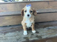Betsie , a female Cavapoo for sale in Athens, WI – Photo 9 of 10
