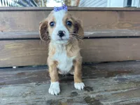 Betsie , a female Cavapoo for sale in Athens, WI – Photo 4 of 10