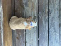 Betsie , a female Cavapoo for sale in Athens, WI – Photo 10 of 10