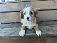 Betsie , a female Cavapoo for sale in Athens, WI – Photo 7 of 10
