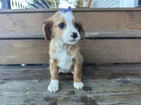 Betsie , a female Cavapoo for sale in Athens, WI – Photo 2 of 10