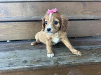 Bambie, a female Cavapoo for sale in Athens, WI – Photo 10 of 10