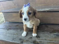 Betsie , a female Cavapoo for sale in Athens, WI – Photo 3 of 10