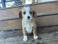 Betsie , a female Cavapoo for sale in Athens, WI – Photo 6 of 10
