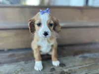 Betsie , a female Cavapoo for sale in Athens, WI – Photo 1 of 10