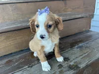 Betsie , a female Cavapoo for sale in Athens, WI – Photo 8 of 10