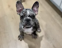 Roscoe , a male French Bulldog for sale in El Monte, CA – Photo 1 of 3