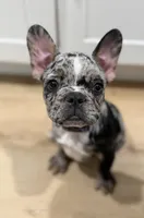 Roscoe , a male French Bulldog for sale in El Monte, CA – Photo 2 of 3