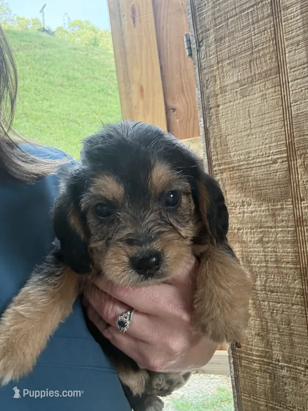 Jensen – Beagle, Poodle - Miniature  puppy for sale in Robbinsville, NC