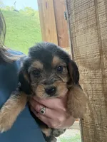 Jensen, a female Beagle and Poodle - Miniature  for sale in Robbinsville, NC – 1 of 3