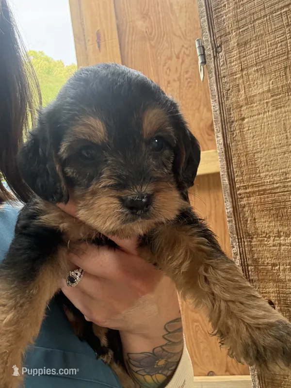 Haylen – Beagle, Poodle - Miniature  puppy for sale in Robbinsville, NC