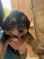 Haylen, a female Beagle and Poodle - Miniature  for sale in Robbinsville, NC – 1 of 3