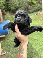 Mike, a male Poodle - Miniature  for sale in Robbinsville, NC – 2 of 2