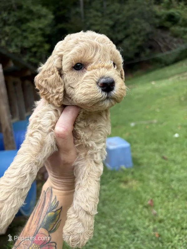Max – Poodle - Miniature  puppy for sale in Robbinsville, NC