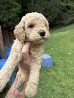 Max, a female Poodle - Miniature  for sale in Robbinsville, NC – 1 of 2