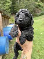 Eleven, a female Poodle - Miniature  for sale in Robbinsville, NC – 3 of 3