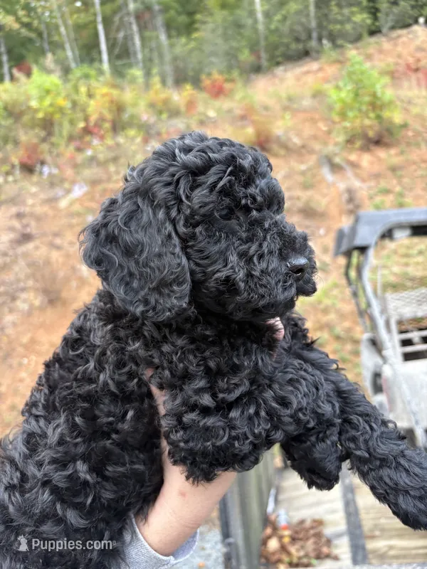 Dustin  – Poodle - Miniature  puppy for sale in Robbinsville, NC