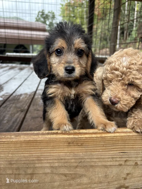 Jensen – Beagle, Poodle - Miniature  puppy for sale in Robbinsville, NC