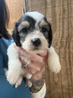 Phyllis, a female Beagle and Poodle - Miniature  for sale in Robbinsville, NC – 1 of 3