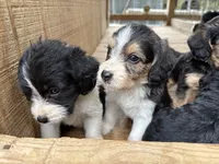 Rosey , a female Beagle and Poodle - Miniature  for sale in Robbinsville, NC – 2 of 3