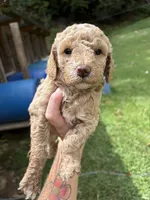 Will, a male Poodle - Miniature  for sale in Robbinsville, NC – 2 of 2
