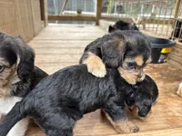 Jensen, a female Beagle and Poodle - Miniature  for sale in Robbinsville, NC – 3 of 3