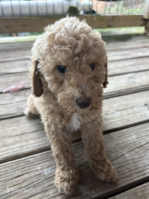 Will – Poodle - Miniature  puppy for sale in Robbinsville, NC