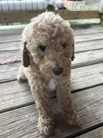 Will, a male Poodle - Miniature  for sale in Robbinsville, NC – 1 of 5