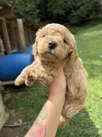 Lucas, a male Poodle - Miniature  for sale in Robbinsville, NC – 2 of 2
