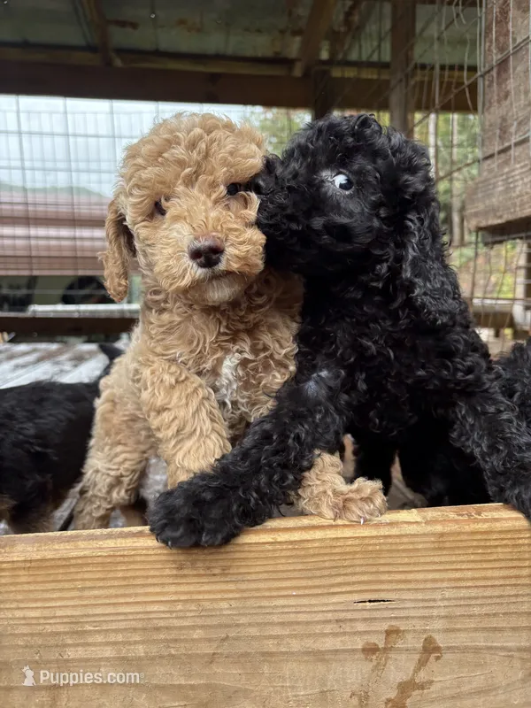 Will – Poodle - Miniature  puppy for sale in Robbinsville, NC