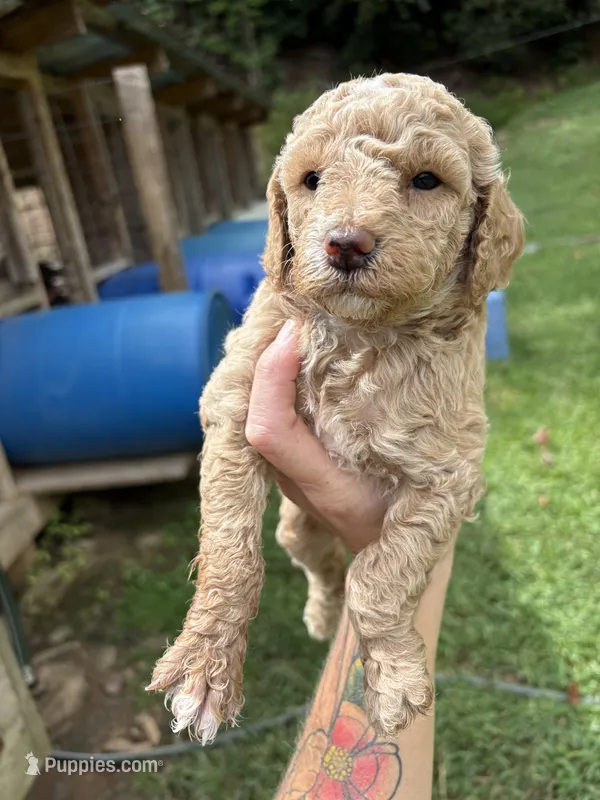 Will – Poodle - Miniature  puppy for sale in Robbinsville, NC