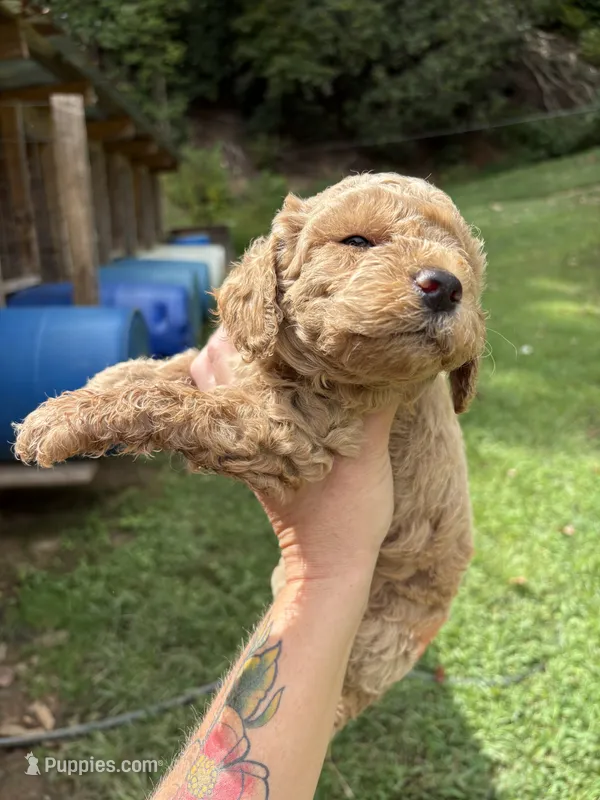 Lucas – Poodle - Miniature  puppy for sale in Robbinsville, NC