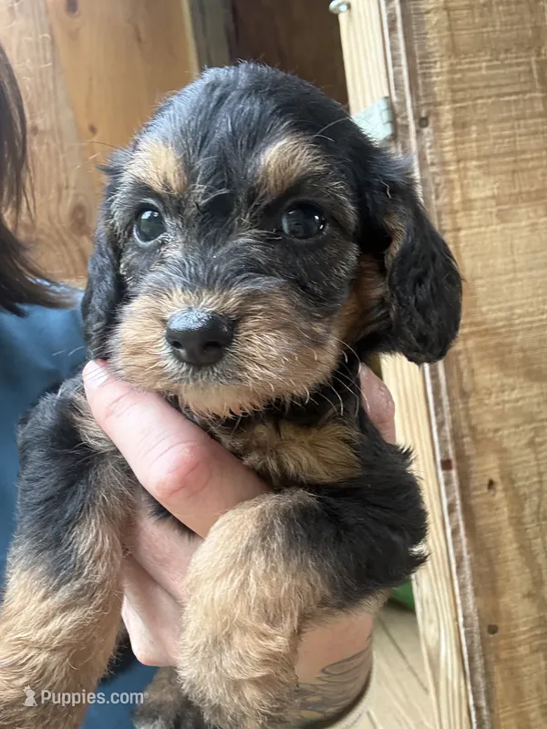 Sasha – Beagle, Poodle - Miniature  puppy for sale in Robbinsville, NC